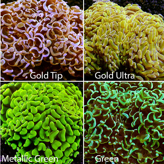 saltwater aquarium corals for marine reef aquariums hammer coral