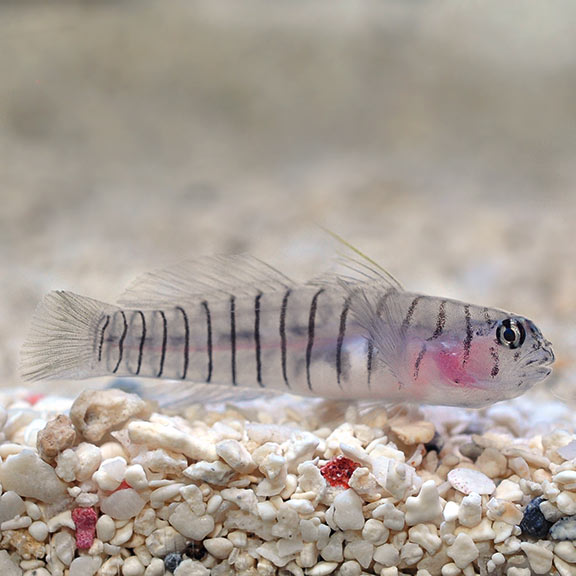 tiger goby www