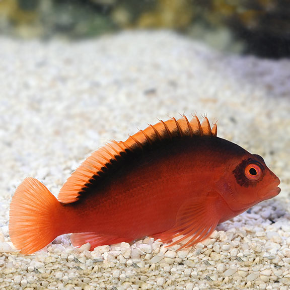 Flame Hawkfish: Saltwater Fish for Marine Aquariums