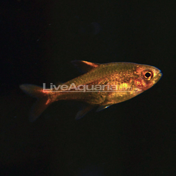 Hyphessobrycon amandae – Ember Tetra — Seriously Fish