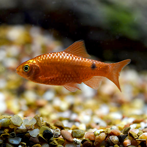 Rosy Barb, Male Group