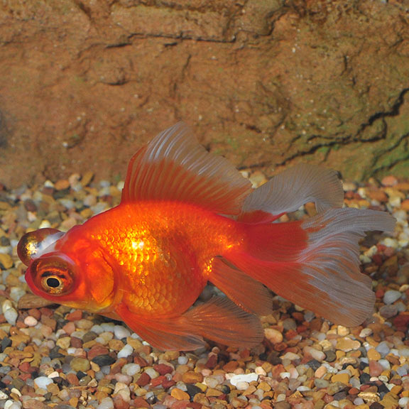 Telescope Goldfish, Red: Tropical Fish for Freshwater Aquariums