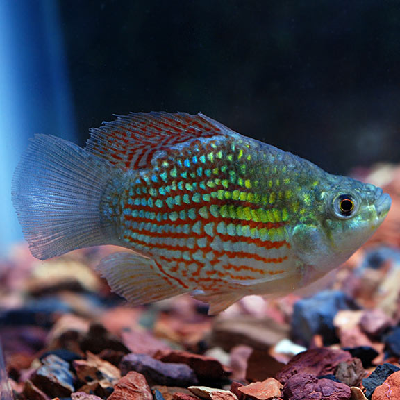 tropical fish for freshwater