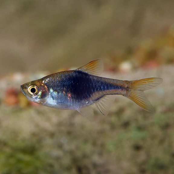 Black Harlequin Rasboras