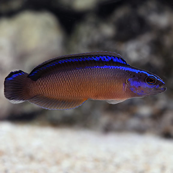 Neon sales dottyback care