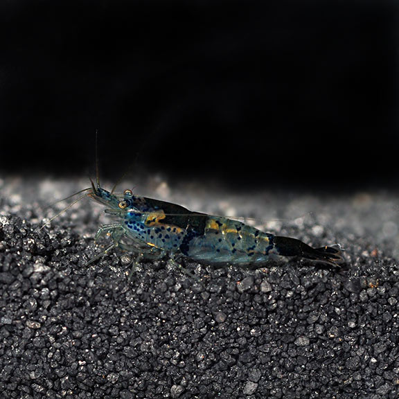 Black and Blue Rili Shrimp Groups