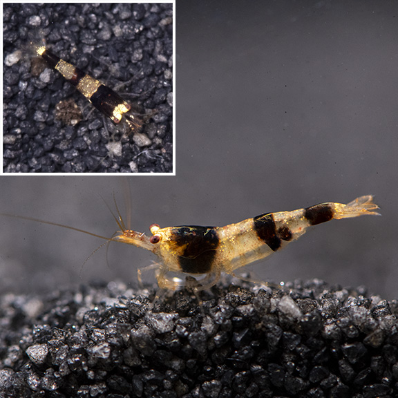 Blackberry Bee Shrimp Groups