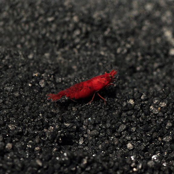 Bloody Mary Shrimp Groups