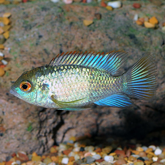 Blue Acara