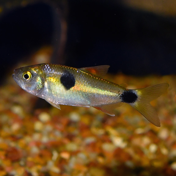 bucktooth tetra