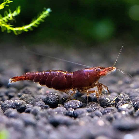 Freshwater Invertebrates