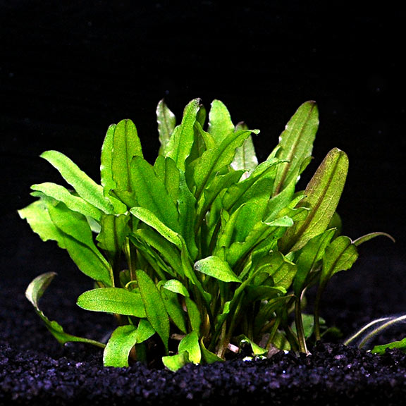 Cryptocoryne undulata 'Red' - Tropica® 1-2-Grow!