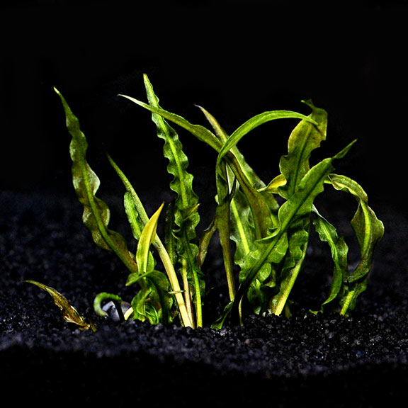 aquatic plants for freshwater