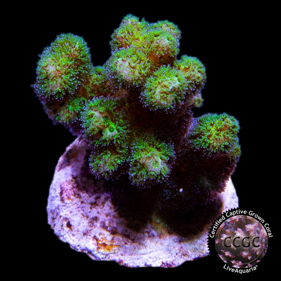 Cadmium Pocillopora Coral, Aquacultured