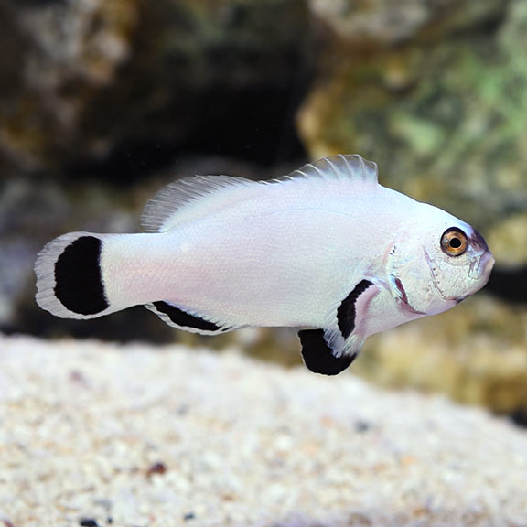 saltwater aquarium marine fish