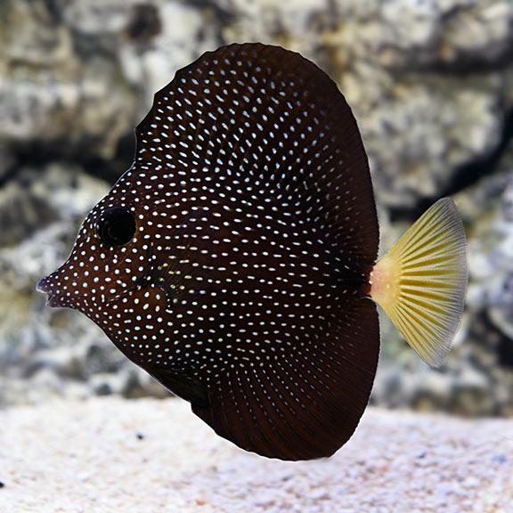 Madagascar Gemmatum Tang