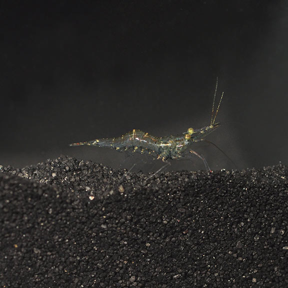 Ghost shrimp for clearance sale