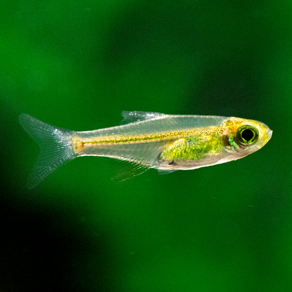 Green Kubotai Rasboras