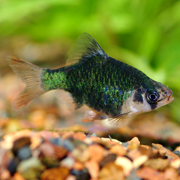 Green Tiger Barb: Tropical Fish for Freshwater Aquariums