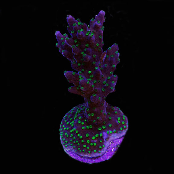 ORA® Aquacultured Purple and Green Micronesian Acropora Coral: ORA ...