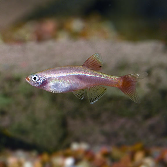 Golden White Cloud Mountain Minnow: Tropical Fish for Freshwater