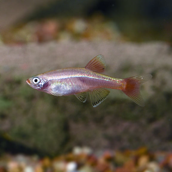 Golden White Cloud Mountain Minnow: Tropical Fish for Freshwater Aquariums