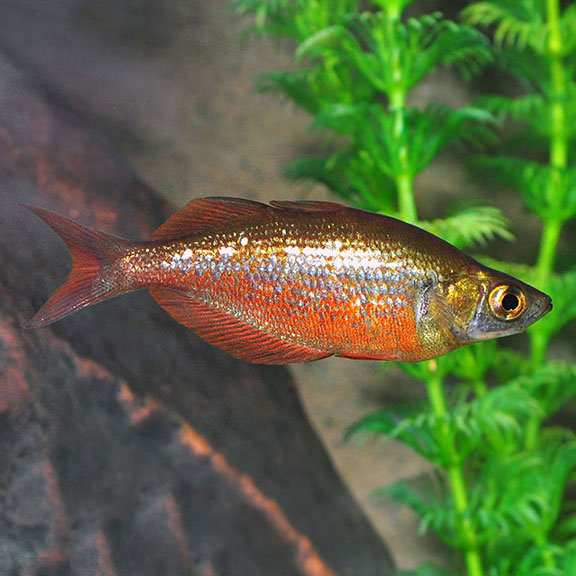 Red Irian Rainbow Tropical Fish for Freshwater Aquariums