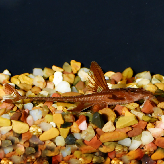 Aquarium sales lizard fish
