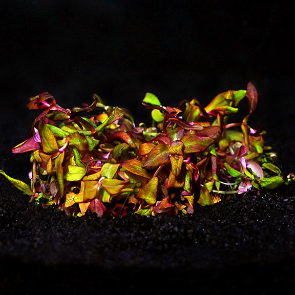 aquatic plants for freshwater