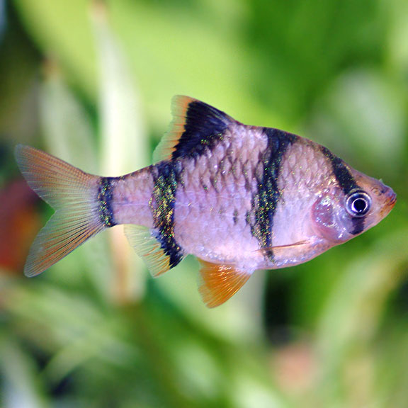 Tiger Barb Tropical Fish for Freshwater Aquariums