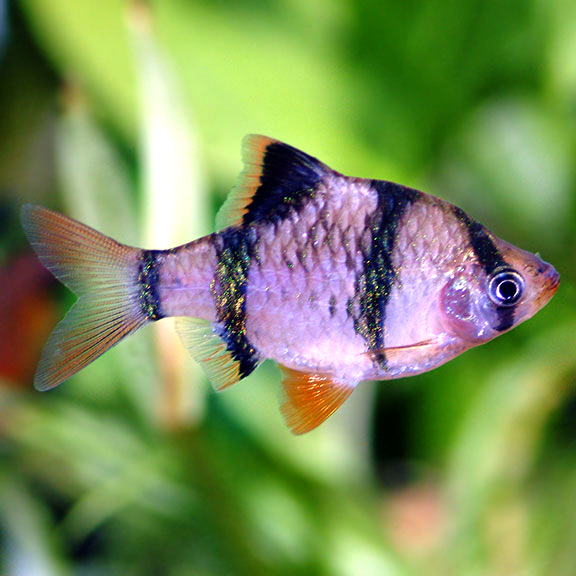 Tiger Barb Group