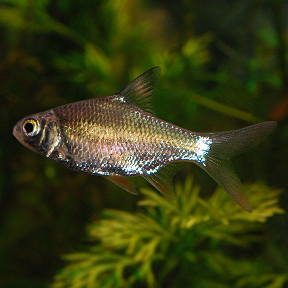 Tinfoil Red Tail Barbs