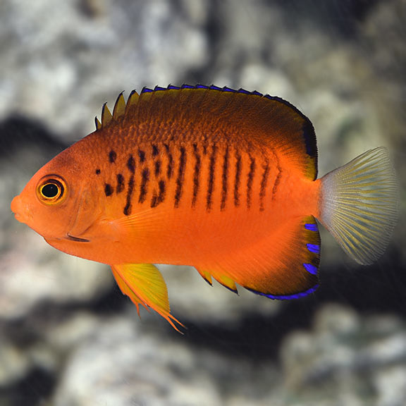 True Shepard's Angelfish: Saltwater Aquarium Fish for Marine Aquariums