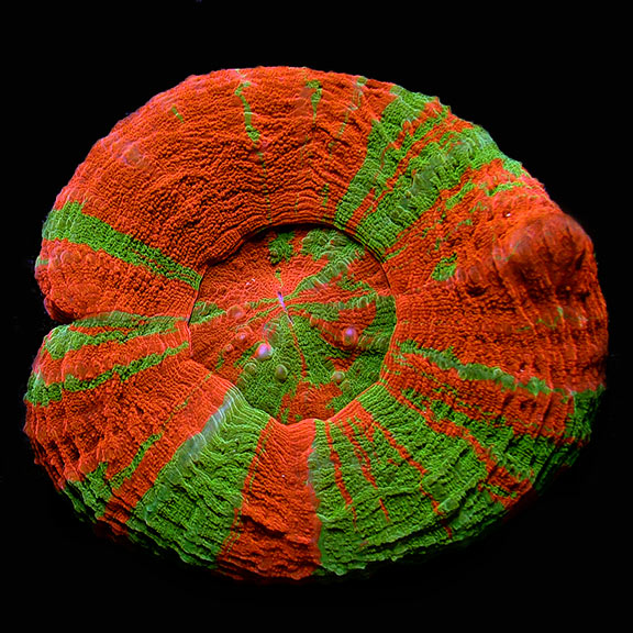 Australian Scolymia Scolymia Coral, Ultra Reverse Toxic Apple