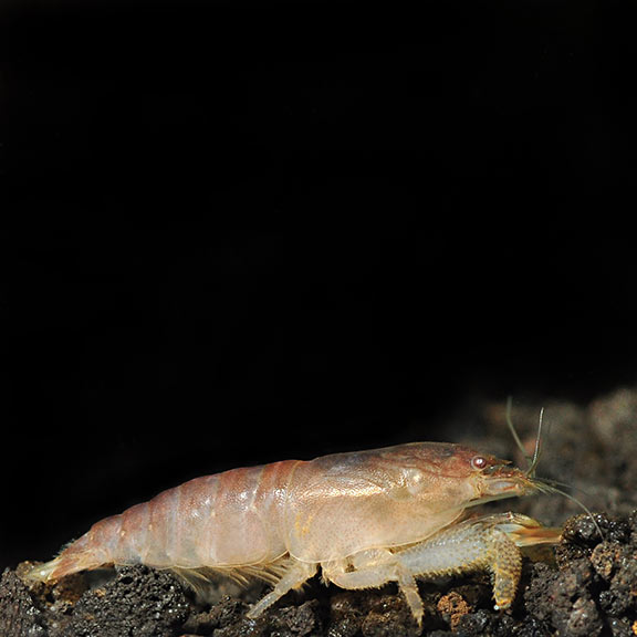 Viper Shrimp Group