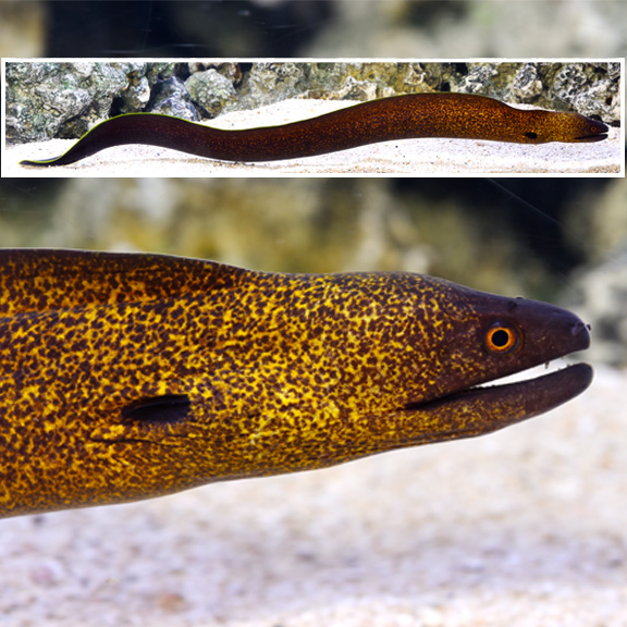 YellowEdged Eel Saltwater Aquarium Fish for Marine Aquariums