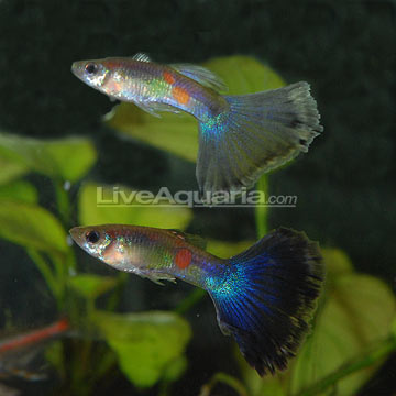 Blue Delta Guppy (Pair)