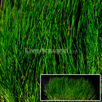 Dwarf Hairgrass