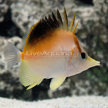 Longnose Atlantic Butterflyfish