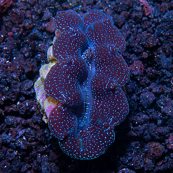 Aquacultured First Grade Crocea Clam Aquacultured First Grade Crocea Clam