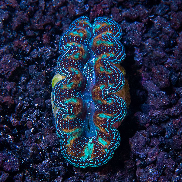 ORA® Aquacultured Ultra Grade Crocea Clam ORA® Aquacultured Ultra Grade Crocea Clam