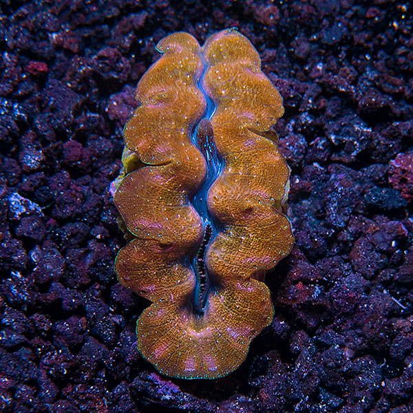 ORA® Aquacultured Gold Crocea Clam ORA® Aquacultured Gold Crocea Clam
