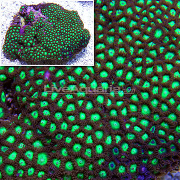 Colony Polyp, Neon Green