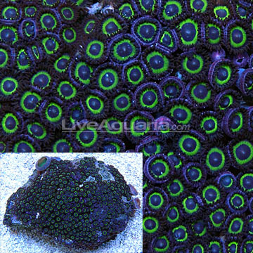 Colony Polyp, Mean Green