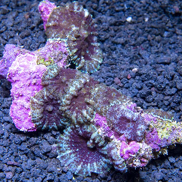 Green and Red Bullseye Rhodactis Mushroom Coral