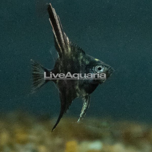 LiveAquaria® Captive-Bred Marble Angelfish Group