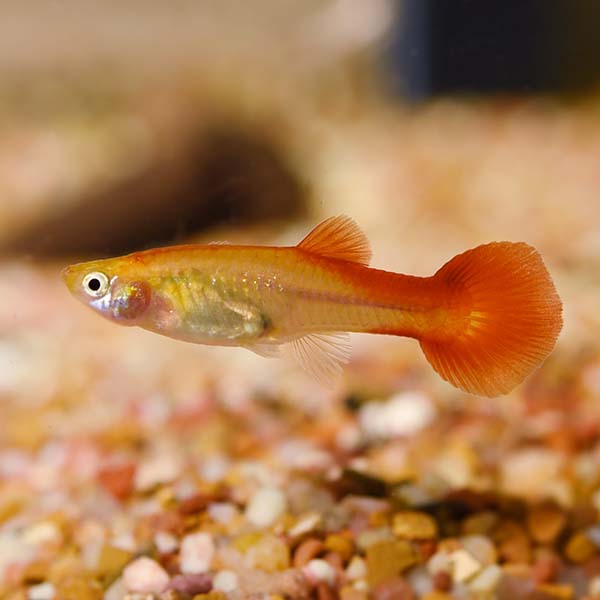 Tropical Fish For Freshwater Aquariums Red Flamingo Guppy Female [ 600 x 600 Pixel ]