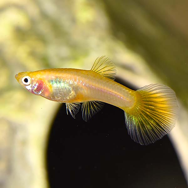 Golden Cobra Guppy Group, Female 