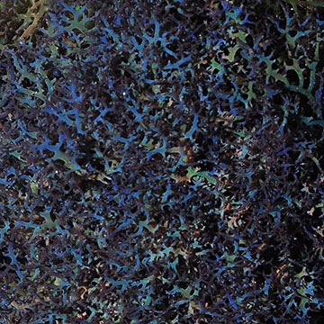 ORA® Aquacultured Blue Hypnea Algae