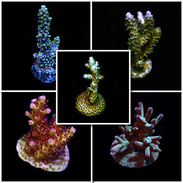 Premium Acropora Frag Pack, Aquacultured ORA®